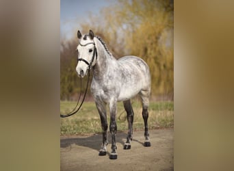 Classic Pony, Wallach, 8 Jahre, 148 cm, Apfelschimmel