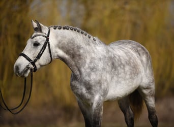 Classic Pony, Wallach, 8 Jahre, 148 cm, Apfelschimmel