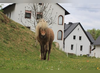 Classic Pony Mix, Wallach, 8 Jahre, 95 cm, Braunfalbschimmel