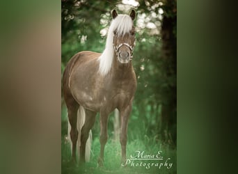 Classic Pony, Wallach, 9 Jahre, 114 cm, Dunkelfuchs