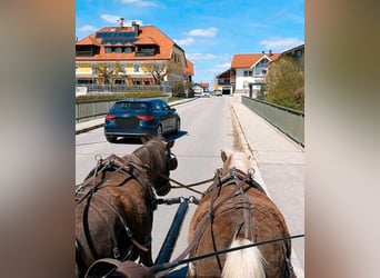 Classic Pony, Wallach, 9 Jahre, 114 cm, Dunkelfuchs