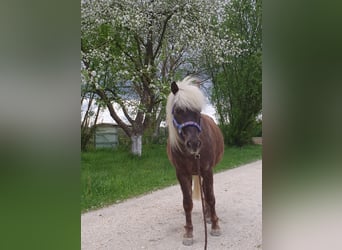 Classic Pony, Wallach, 9 Jahre, 114 cm, Dunkelfuchs