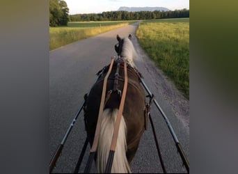 Classic Pony, Wallach, 9 Jahre, 114 cm, Dunkelfuchs