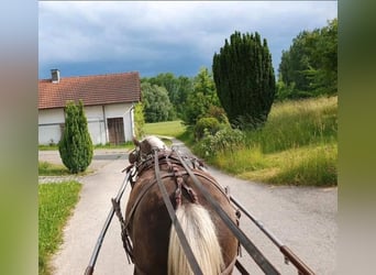 Classic Pony, Wallach, 9 Jahre, 114 cm, Dunkelfuchs