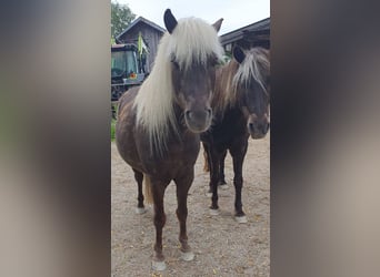 Classic Pony, Wallach, 9 Jahre, 114 cm, Dunkelfuchs