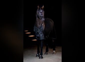 Classic Pony, Wallach, 9 Jahre, 144 cm, Rappe