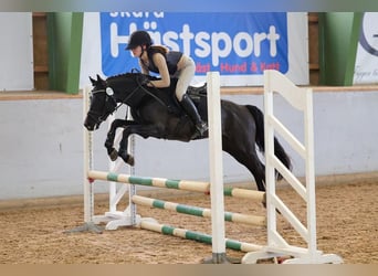 Classic Pony, Wallach, 9 Jahre, 144 cm, Rappe