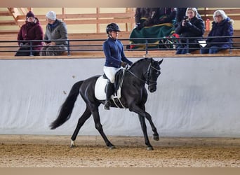 Classic Pony, Wallach, 9 Jahre, 144 cm, Rappe