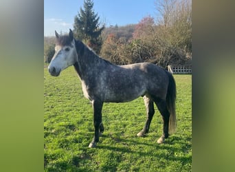 Classic Pony, Wallach, 9 Jahre, 149 cm, Schimmel