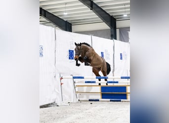 Polish sport horse, Stallion, 3 years, 16 hh, Brown