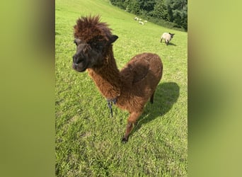 7 Alpakas 5 Wallache und 2 Stuten 