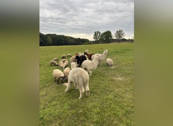 7 Alpakas 5 Wallache und 2 Stuten 