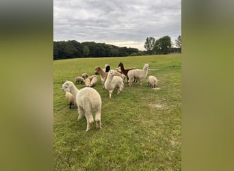 7 Alpakas 5 Wallache und 2 Stuten 