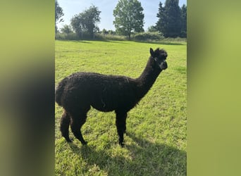 7 Alpakas 5 Wallache und 2 Stuten 