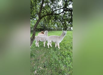 7 Alpakas 5 Wallache und 2 Stuten 