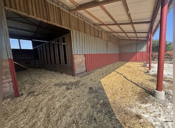 Offenstall zu verpachten (komb. mit Innenstall)