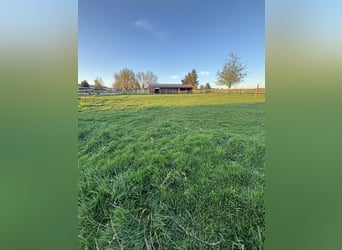 Offenstall zu verpachten (komb. mit Innenstall)