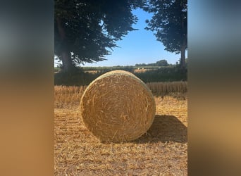 Rundballen Gerstenstroh und Weizenstroh