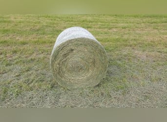 Round hay bales – suitable for horses, sheep, and cattle