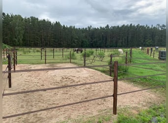 Große Reitanlage in idyllischer Alleinlage mit exklusivem Wohnhaus und mehreren Ferienhäusern