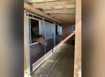 Nähe Vechta !  Geniale Reitanlage in traumhafter Alleinlage mit ca. 7 Hektar   **Provisionsfrei**