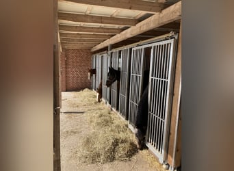 Nähe Vechta !  Geniale Reitanlage in traumhafter Alleinlage mit ca. 7 Hektar   **Provisionsfrei**