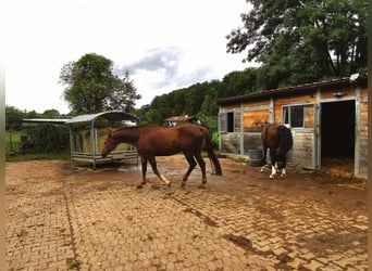 Pferdeboxen, Sattelkammer, Paddock und Weide  