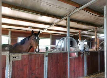 Pferdeboxen, Sattelkammer, Paddock und Weide  