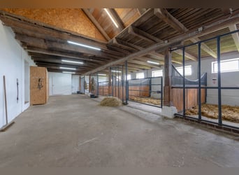 Traumhafte Reitanlage mit exklusivem Wohnhaus, Pferdeställen, Round-Pen, Reitplatz & Weiden in Jade
