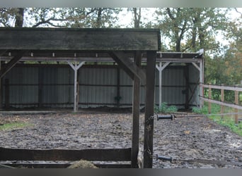 Wohnhaus mit Reitanlage, überdachtem Longierzirkel, Pferdeställen, Offenställe, Reitplatz und Weiden