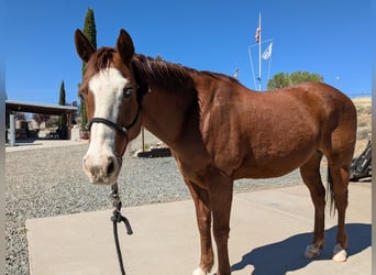 2 Quarter Horses and ALL the equipment you need