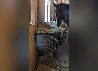 Corner hay rack XL 300 liters (like new)