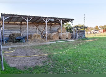 Guesthouse with a horse stable for sale in the city of waters, Tata (Hungary)