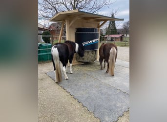 New time-controlled hay rack with optimal H²O – power feeder capable of holding up to 30 kg of hay
