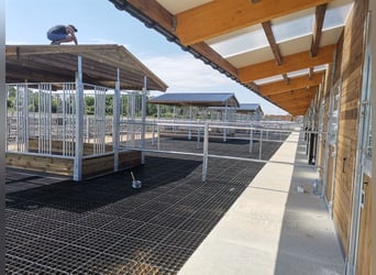 Feed Troughs & Hay Racks for Horses – Horse Feeders and Grazing Mangers | TOP-ACTIVE Horse Care
