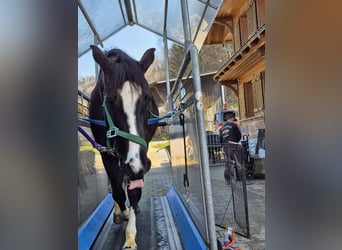 Horse Treadmill HORSE GYM 2000