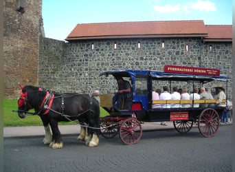Schicker Planwagen mit festem Dach
