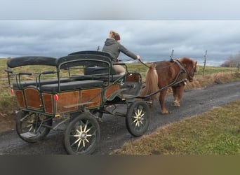 Horse-drawn carriage, genuine craftsmanship, almost like new