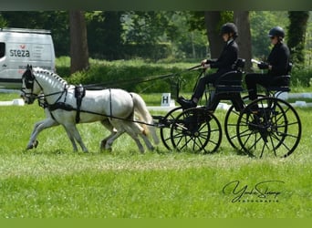 Presentatie wagen voor pony's 