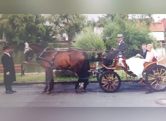 Wedding Carriage