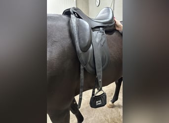 Envy Motion 17-inch dressage saddle