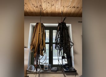 Several used Haflinger harnesses for carriage driving