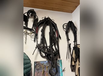 Several used Haflinger harnesses for carriage driving