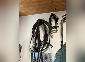 Several used Haflinger harnesses for carriage driving
