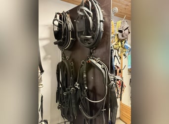 Several used Haflinger harnesses for carriage driving
