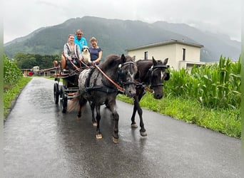 Zweispänner-Brustblattgeschirr für Ponys Stckm.  1,20m
