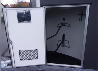 CL Gold First: the best 2-year-old in terms of price-to-performance ratio on the market!