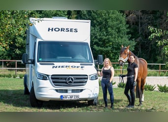 2er Pferdetransporter Mercedes-Benz Sprinter-Niehoff P2