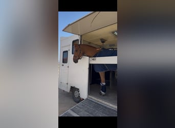 Transporter for 2 horses