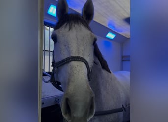 Transporter for 2 horses